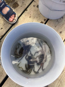 Krabbebro på Egå marina