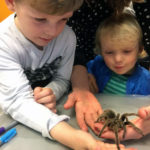 Edderkop hygge på Naturhistorisk museum
