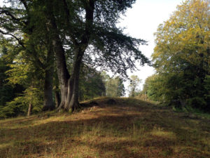 Bakke i Forstbotaniskhave