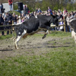køer i løb Økodag i Rønde 2018