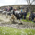 Køer i løb til åbent landbrug Rønde 2018