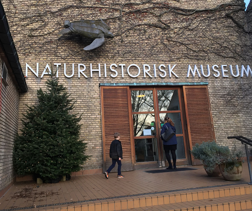 Edderkop hygge på Naturhistorisk museum