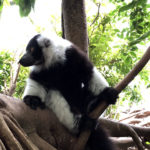 Lemure Randers Regnskov
