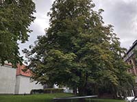 vejlby kirke kastanjetræer