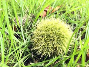 ægte kastanje fra Aaby bypark
